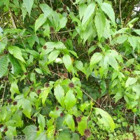 Blepharispermum petiolare DC.